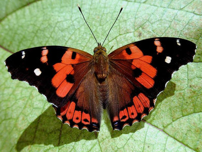 Fluttering Jewels: Explore the different types of Butterflies of Hawaii