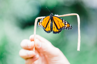 The Role of the Monarch Butterfly in Pollination