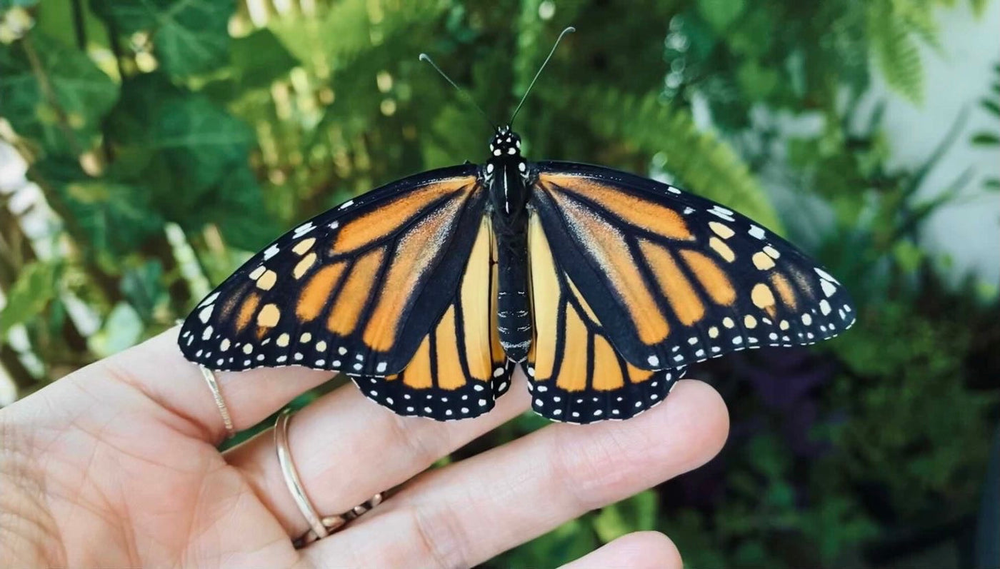 A women lady holding a live monarch butterfly before releasing it. The monarch butterfly has beautiful orange with black line and white dots wings. 