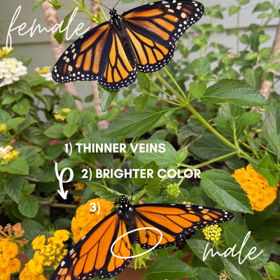 How To Tell If A Monarch Butterfly Is Male or Female?