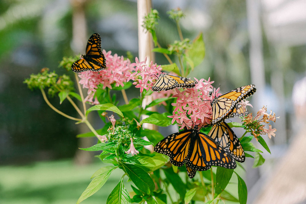 Unravelling the Symbolism and Spiritual Significance of the Monarch Bu – Paradise Monarchs