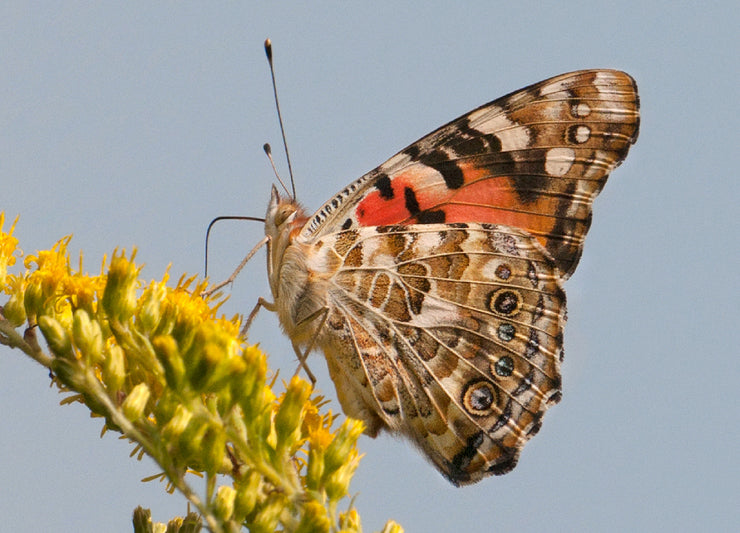 Classic Live Painted Lady Butterfly Chrysalis Box (US Mainland Only)