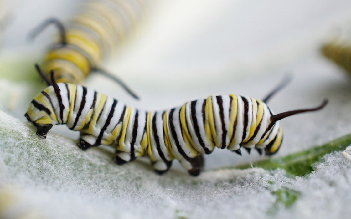 monarch caterpillar on crown flower milkweed leaves