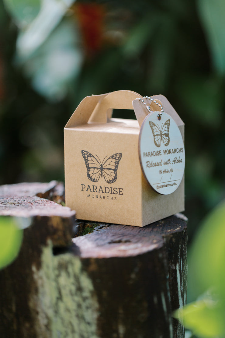 Live Monarch Butterfly Chrysalis Box (Holiday Pre-order)