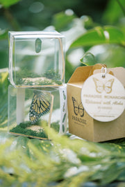 Live Monarch Butterfly Chrysalis Box (Holiday Pre-order)