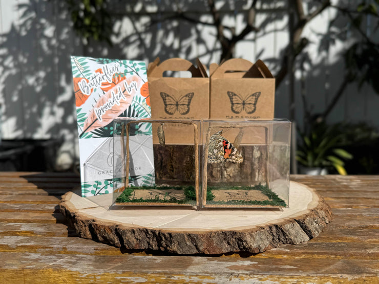 Classic Live Painted Lady Butterfly Chrysalis Box (US Mainland Only)