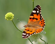 Classic Live Painted Lady Butterfly Chrysalis Box (US Mainland Only)