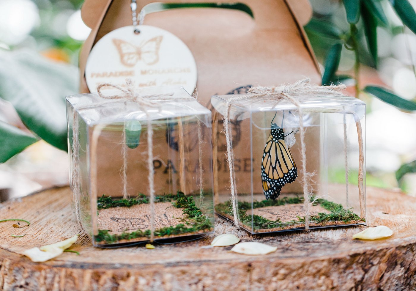 Paradise monarchs monarch butterfly chrysalis box based in Ewa beach Hawaii. Available on Oahu Hawaii great for any special occasion. 
