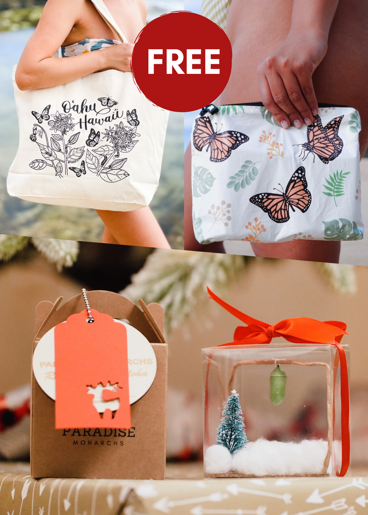 (4) Holiday Chrysalis Boxes + FREE GIFT (Pre-order)