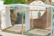 Paradise monarchs live monarch butterfly chrysalis box with Kraft box carrier and wooden keepsake tag