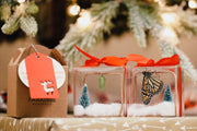 Holiday Live Monarch Butterfly Chrysalis Box (Pre-order)