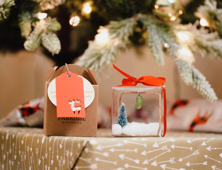(4) Holiday Chrysalis Boxes + FREE GIFT (Pre-order)